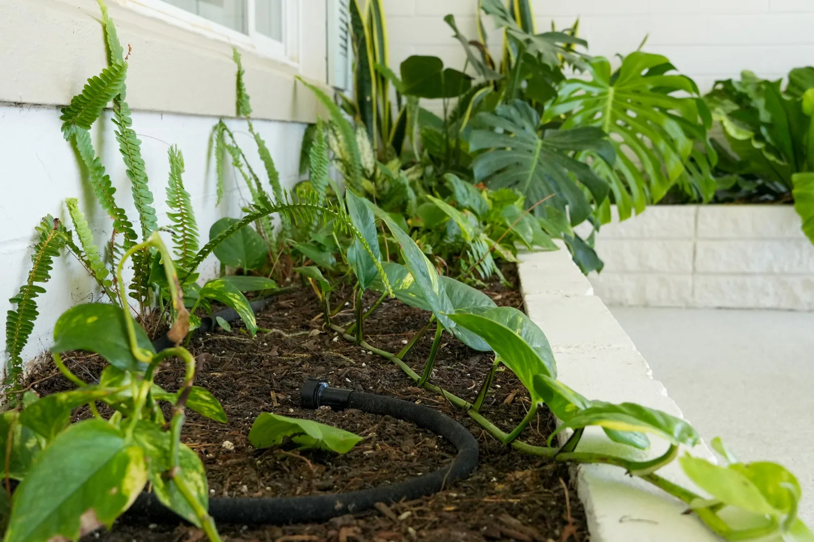 Drip irrigation tubing running along a mulched planting bed of ferns and monstera beside a low white wall