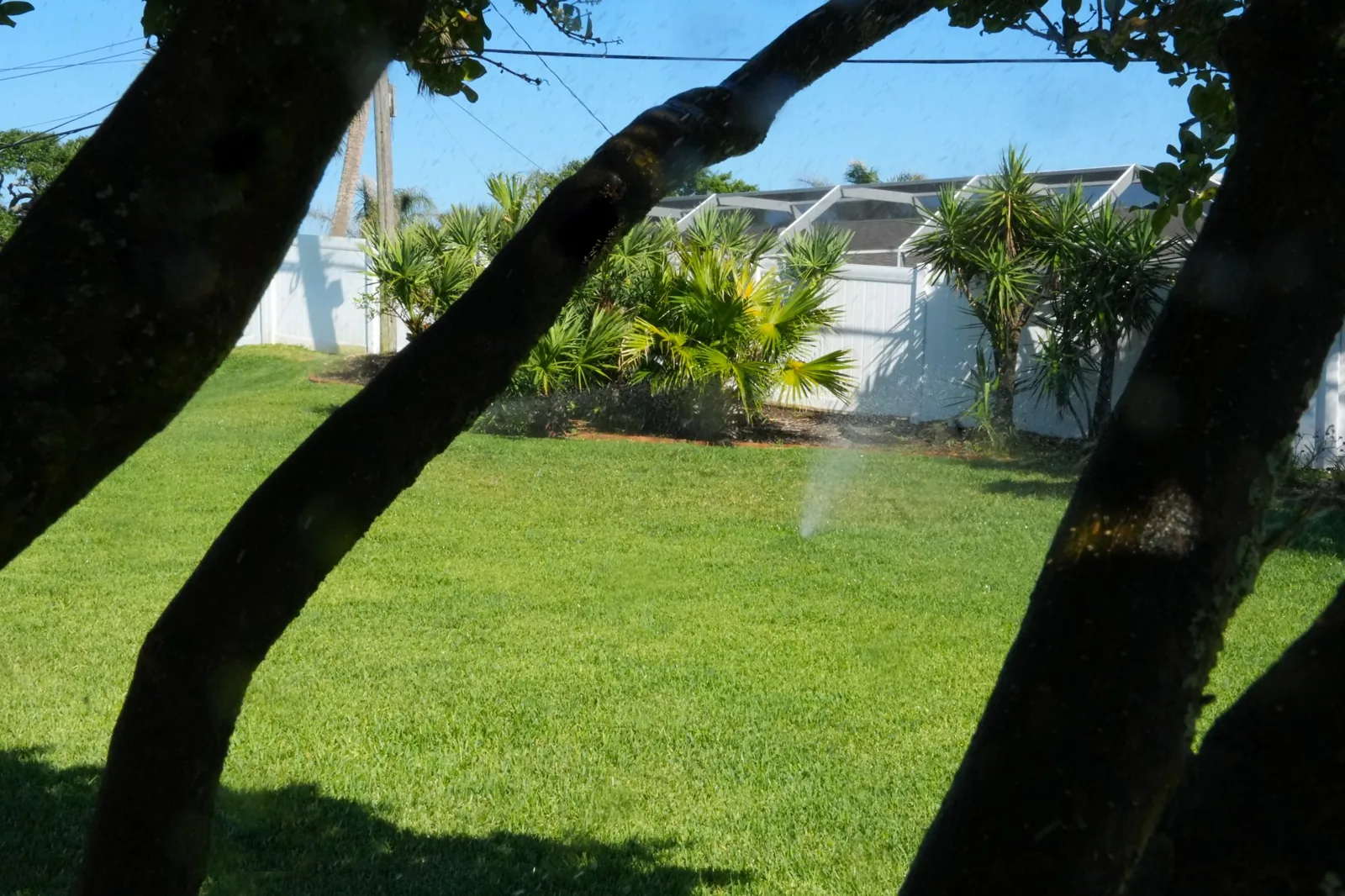 Residential lawn and palms with a WaterCare irrigation zone running