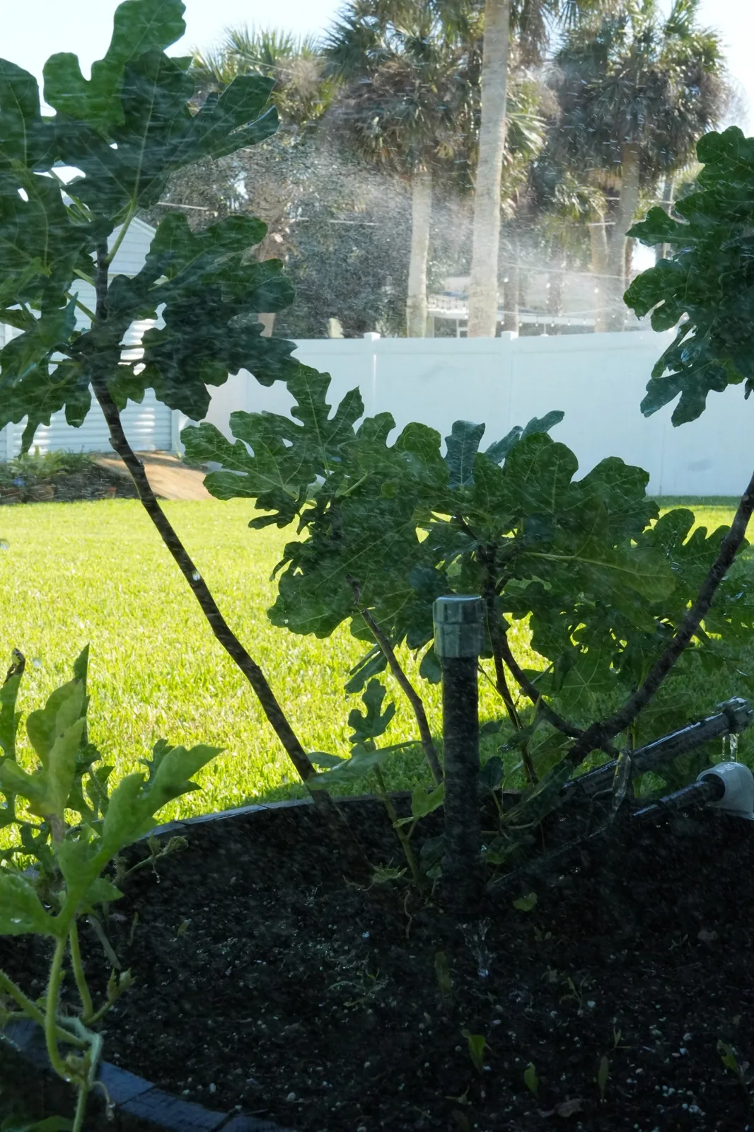 Drip riser watering a young fig tree in a raised bed while the lawn zone mists behind