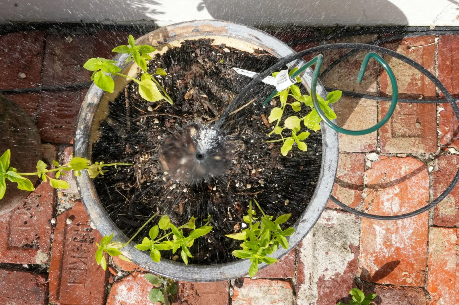 Drip emitter watering a potted plant on a brick patio